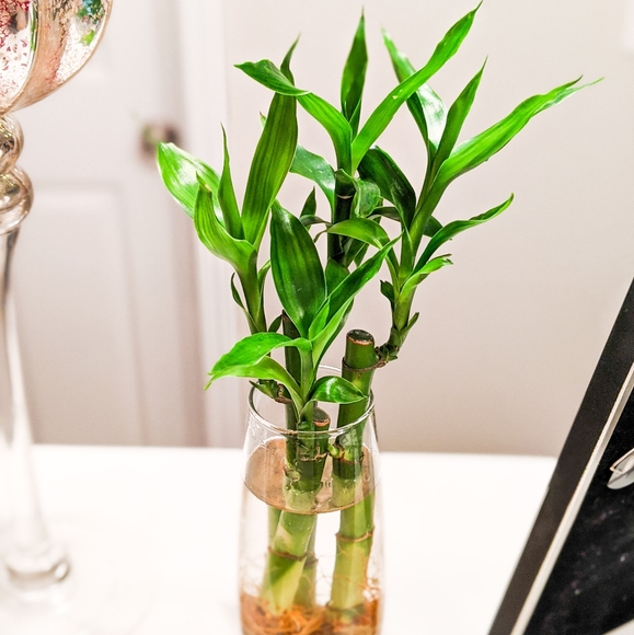 Other - Live Lucky Bamboo Home Easy Grow Decor